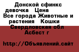 Донской сфинкс девочка › Цена ­ 15 000 - Все города Животные и растения » Кошки   . Свердловская обл.,Асбест г.